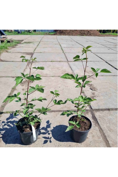 Ежевика ранняя Виктория - 3л/вис.50-70см/Ø30-40см